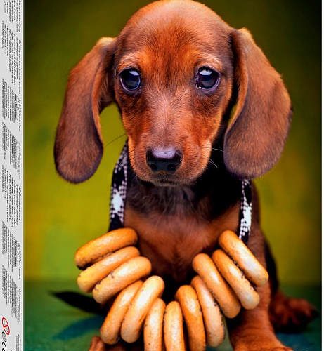 Пазл 500 'Щенок таксы'