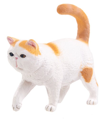 Экзотическая короткошерстная кошка, S